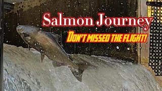 Salmon Journey  Dont missed the flight salmonrun nature livestream [upl. by Merrili]