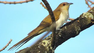 Blackbilled Cuckoo [upl. by Nipha865]