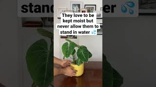 Philodendron Gloriosum Care Guide philodendron philodendrongloriosum [upl. by Kellen]