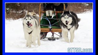 HUSKIES GO DOG SLEDDING  Oakley can Pull the Sled [upl. by Llerrad]