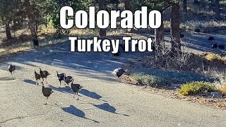 Colorado Turkey Trot lol Wild Turkeys [upl. by Gilud76]