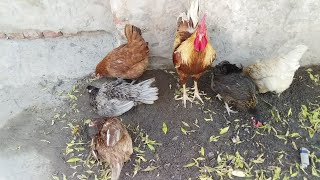 Chickens dust bathing  Chickens playing with soil [upl. by Jala]