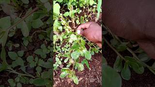 purslane plant purslane plants [upl. by Leinahtam]