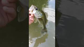 2018 Saline River Realease Compilation creekfishing arkansas naturalstate multispeciesfishing [upl. by Ymassej]