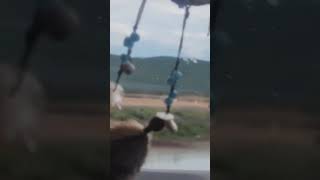 🛑Cae helicóptero en la Laguna de Sayula en Atoyac Jalisco hay cuatro herid0s de gravedąd 🎥RRSS [upl. by Ococ]