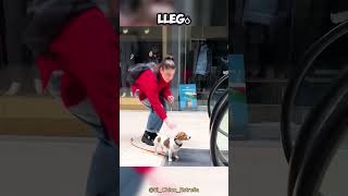 Esta chica SALVÓ al asustado perro de la ABUELA 😯👏 [upl. by Gargan]