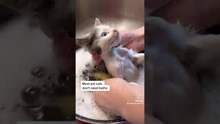 I could watch kittens get bathed ALL DAY cats kitten catbath [upl. by Kloman]