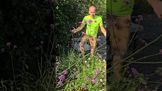 Brazilian Vervain verbena bonariensis gardening explore summerflowers cottagegarden adventure [upl. by Buckingham]