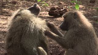 Two olive baboons Papio anubis mutual grooming Lake Manyara NP Tanzania [upl. by Bartram]