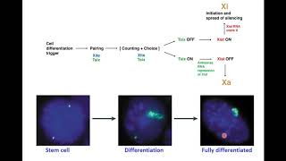 Jeannie Lee Harvard 1  X Chromosome Inactivation Making and Breaking the Silence [upl. by Nirag]