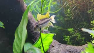 Apistogramma Yellow Cacatuoides fishkeeping aquarium animals [upl. by Yreffej]