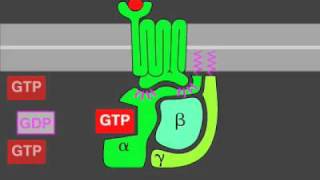 Gprotein signaling [upl. by Amadas]