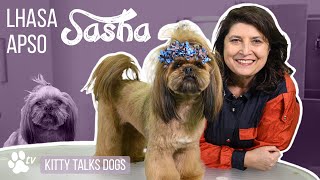 Grooming Sasha the Lhasa Apso  Kitty Talks Dogs  TRANSGROOM [upl. by Frasier]