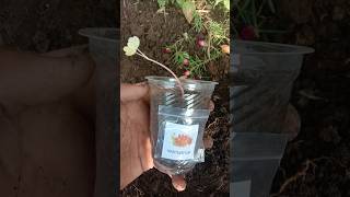 Garden Nasturtium  Indian cress flowers gardening youtubeshorts viralvideo [upl. by Jessey738]