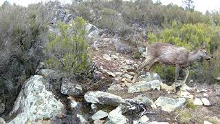 Pareja reproductora de corzos Capreolus capreolus bebe y busca alimento junto al paso 133136 [upl. by Ellivnarg697]