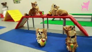 Cute Chihuahua Dog Tricks and Agility [upl. by Aneleasor]