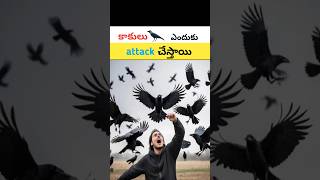 కాకులు ఎందుకు attack చేస్తాయి🤯The Surprising Reasons Crows Attack Humansfactsanimal attacks [upl. by Liggett]