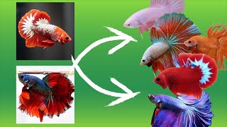 Betta Fish Cross Breeding Tail Types With Results [upl. by Aniaz]