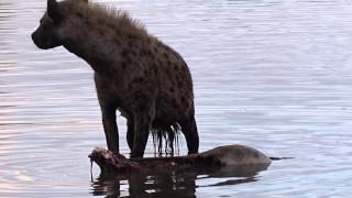 The Wild Dogs Kill Impala and Fight with Hyenas  Part 2 of 2 [upl. by Iain]