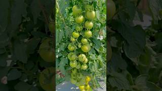 Roman tomato 🍅  Syngenta tomato varieties  agriculturelife farmer tomato [upl. by Benoite957]