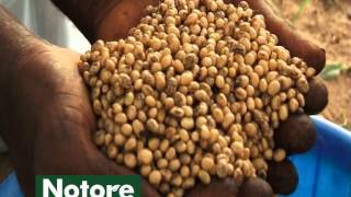 Soybean Production CABI ASHC x Notore Chemicals [upl. by Ailemor801]