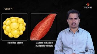 Glucose Transporters  GLUT   Usmle Quick review  Dr Bhanu prakash [upl. by Ecinreb213]