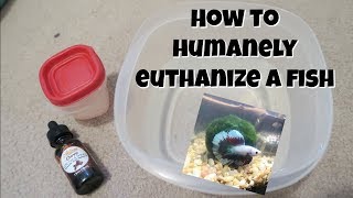 How To Humanely Euthanize a Betta Fish at Home [upl. by Nate]