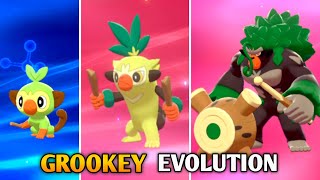 How To Evolve Grookey Into Thwackey amp Rillaboom In Pokemon Sword amp Shield  Galar Pokedex [upl. by Ainitsirhc773]