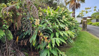 Overgrown Garden Gets an Amazing Transformation [upl. by Ybeloc853]