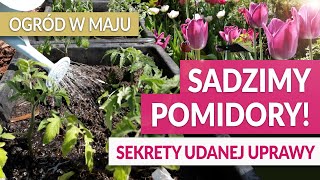 SADZIMY POMIDORY 🍅 Sekrety udanej uprawy pomidorów Kwitnący ogród w maju  GREEN CANOE [upl. by Aletse]