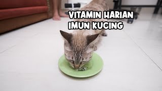 Racikan Vitamin Imun Harian Untuk Banyak Kucing [upl. by Uhsoj]