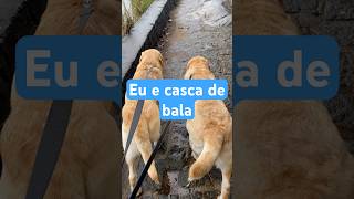 Casca de bala clipeoficial thulliomilionário cascadebala vaquejada memes shorts humor fyp [upl. by Adaynek]