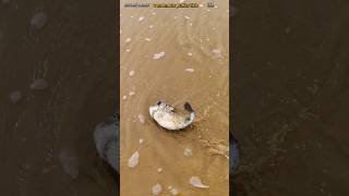 Rescue mission saving most venomos puffr fish returned to sea life saving shorts [upl. by Aronaele]