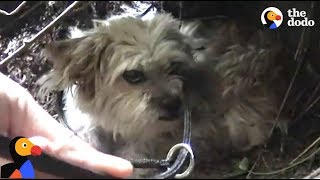 SCARED Dog Avoids Being Rescued Until  The Dodo [upl. by Eimac]