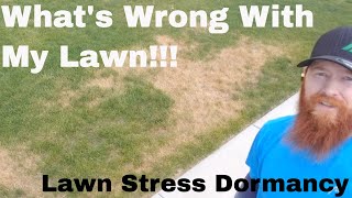 How to repair Brown Dead Grass Dormancy spots Dead Spots in my lawn after fertilizer application [upl. by Mil]