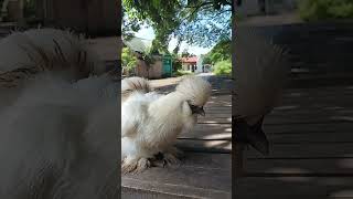 HEN PURE WHITE US SILKIE [upl. by Navannod]