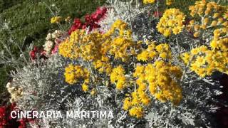 Cineraria maritima Garden Center online Costa Brava  Girona [upl. by Guttery616]