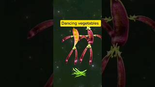 quotUnbelievable Watch These Dancing Vegetables Groove Like Never Beforequot [upl. by Angelika]