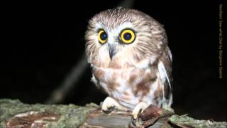 Northern Sawwhet Owl Call [upl. by Refinnaej]