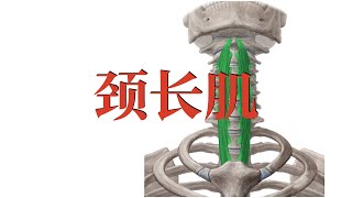 颈长肌 Longus colli muscle [upl. by Einahteb]