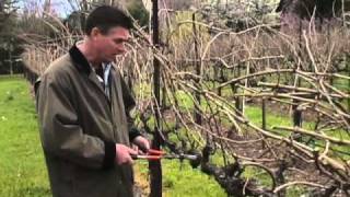 How to Prune a Grape Vine [upl. by Yttel]