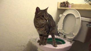 Cat using toilet  Litter Kwitter Green Stage [upl. by Tsirc]