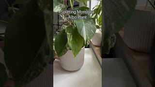 Monstera Albo Prop shorts plants indoorplant garden monstera repotting plantcare [upl. by Mildred613]