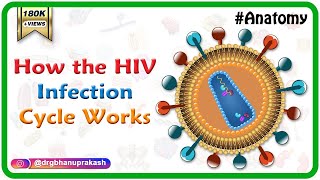 How the HIV Infection Cycle Works  Animated microbiology [upl. by Namajneb862]