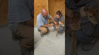 Trimming Antlers Live on Buck Creek Deer Farm [upl. by Pfister]