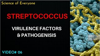 Streptococcus Virulence Factors amp Pathogenesis [upl. by Merlina886]