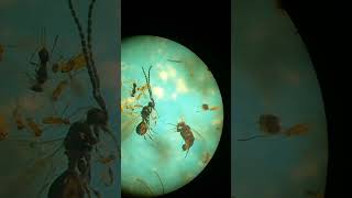 UNDER MICROSCOPE Who Are Small Parasitic Chalcid Wasps Body Size 05 to 20 mm Kyiv Ukraine [upl. by Eirhtug]