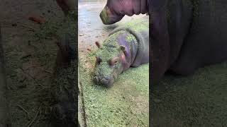 Hippo with baby in zoo cincinnati hippo hipposandiegozoo [upl. by O'Brien]