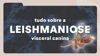 O que é Leishmaniose Visceral Canina  Petz TV Cuidados [upl. by Wincer287]