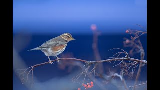 Get the most from your Big Garden Birdwatch [upl. by Ellek769]